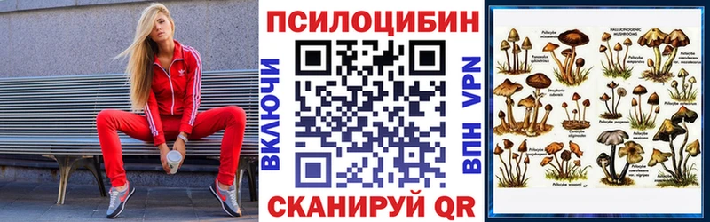 закладки  Углич  Псилоцибиновые грибы Psilocybe 